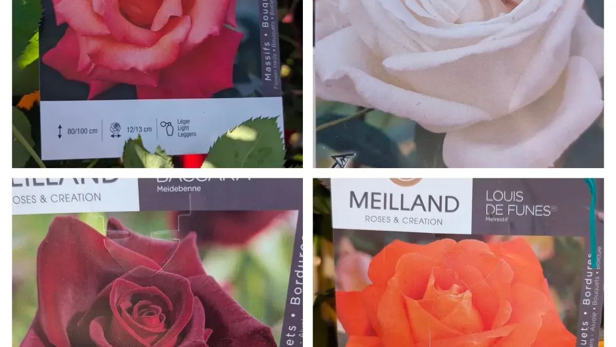 ROSIER MEILLAND EXTRA - 29€ VARIETÉS PROTEGÉES - DIVERSES COULEURS DISPO ROSIER MEILLAND EXTRA - 29€ VARIETÉS PROTEGÉES - DIVERSES COULEURS DISPO