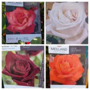 ROSIER MEILLAND EXTRA - 29€ VARIETÉS PROTEGÉES  - DIVERSES COULEURS DISPO