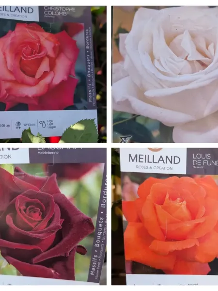 ROSIER MEILLAND EXTRA - 29€ VARIETÉS PROTEGÉES - DIVERSES COULEURS DISPO ROSIER MEILLAND EXTRA - 29€ VARIETÉS PROTEGÉES - DIVERSES COULEURS DISPO
