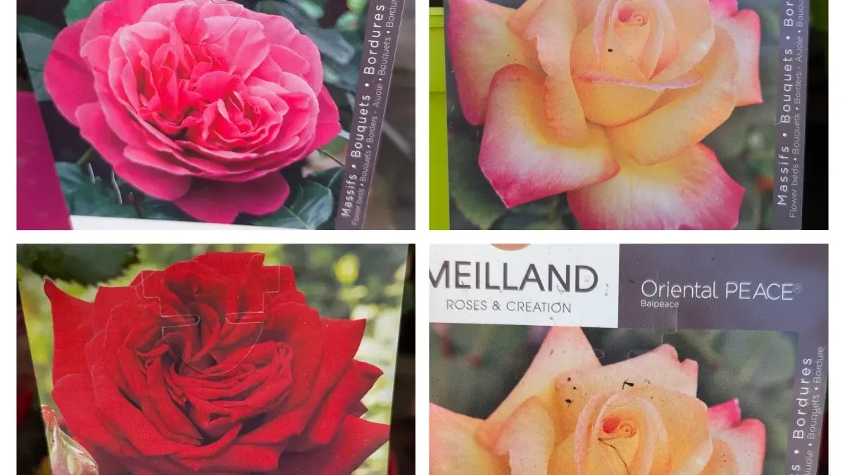 ROSIER MEILLAND EXTRA - 29€ VARIETÉS PROTEGÉES - DIVERSES COULEURS DISPO ROSIER MEILLAND EXTRA - 29€ VARIETÉS PROTEGÉES - DIVERSES COULEURS DISPO