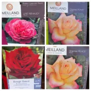 ROSIER MEILLAND EXTRA - 29€ VARIETÉS PROTEGÉES  - DIVERSES COULEURS DISPO