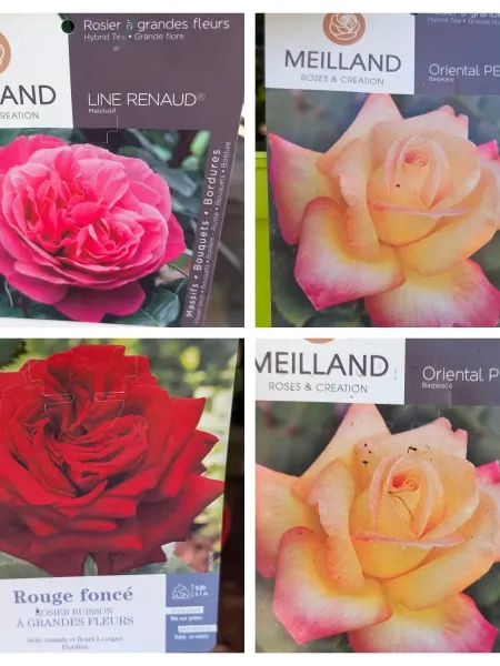 ROSIER MEILLAND EXTRA - 29€ VARIETÉS PROTEGÉES - DIVERSES COULEURS DISPO ROSIER MEILLAND EXTRA - 29€ VARIETÉS PROTEGÉES - DIVERSES COULEURS DISPO