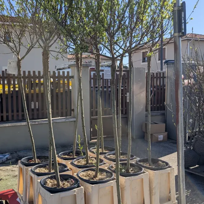 saule-crevette 59€ saule-crevette 59€