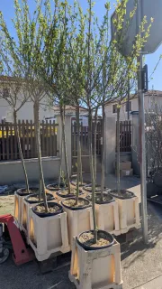 saule-crevette   59€