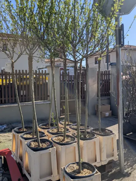 saule-crevette 59€ saule-crevette 59€