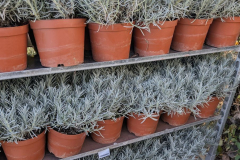 LAVANDE XL    Unité 9€90 et par 3=7€50 l'unité