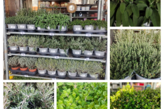 AROMATIQUE 3€50
