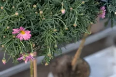 ANTHEMIS-SUR-TIGE- 19€50