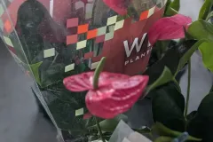 ANTHURIUM  8€