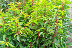 ARBUSTE-DE-HAIE-LAURIER-DU-PORTUGAL 12€50