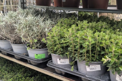 AROMATIQUES 3€50