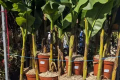 BANANIER-MUS-BASJOO x1 = 39€    x2 et + = 29€ l'unité