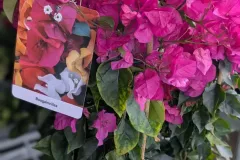 BOUGAINVILLIER-SUR-ARCEAU  39€