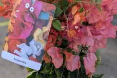BOUGAINVILLIER-SUR-ARCEAUX 39€