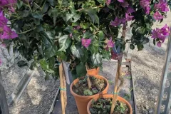 BOUGAINVILLIER-SUR-TIGE 59€