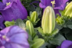 CAMPANULE-APPEAL  6€50