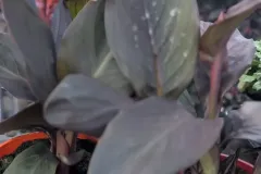 CANNA-ROUGE  16€