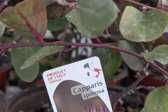 CAPPARIS-SPINOSA  -  Capre