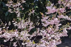 CERISIER-A-FLEUR-ACOLADE - en cépet - 29€