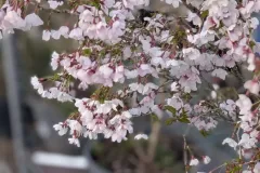 CERISIER-A-FLEUR-KO-JO-MAI  39€ / 59€ selon taille