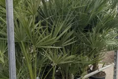 CHAMEAROPS-HUMILIS x1=45€ et x2 et plus 35€ l'unité