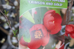 COGNASSIER-DU-JAPON- 14€