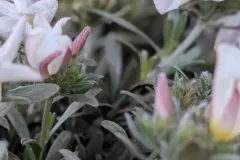 CONVOLVULUS 6€50