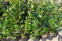 LAURINE PALM  à partir de 9€90/19€90/25€/29€