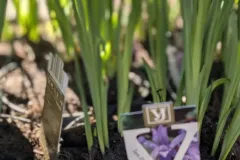 IRIS  9€50