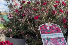 LEPTOSPERMUM