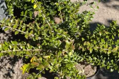 LONICERA-MAGRUM  8€50