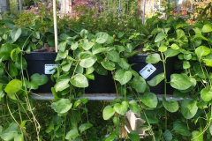 PERVENCHE  PANACHÉ 9€50