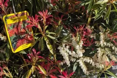 PIERRIS-JAPONICA  16€