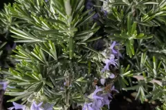 ROMARIN-RAMPANT 3€05