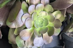 aeonium 12€50