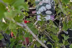 BOULE DE NEIGE - VIBURNUM OPULUS ROSEUM 25€