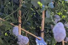 ceanothe-repens-14€50