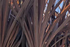 cordyline-red-star  17€50