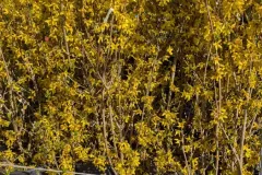 FORSYTHIA XL 39€, sujets dès 7€50