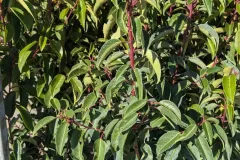 laurier-du-portugal 12€50