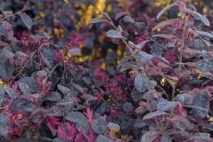 loropetalum Dès 19€50 / 25€ / 45€/ 149€