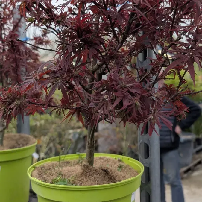 1_ACER-PALMATUM