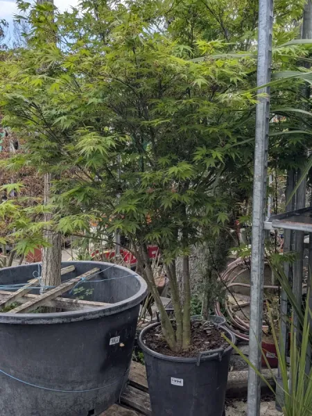 ACER-PALMATUM- 
