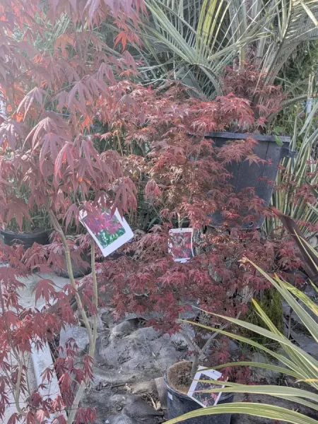 ACER-PALMATUM BLOODGOOD 89€