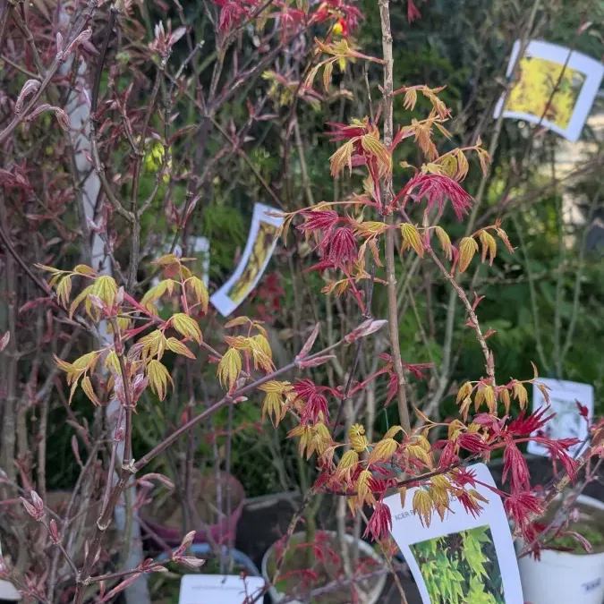 ACER-PALMATUMS