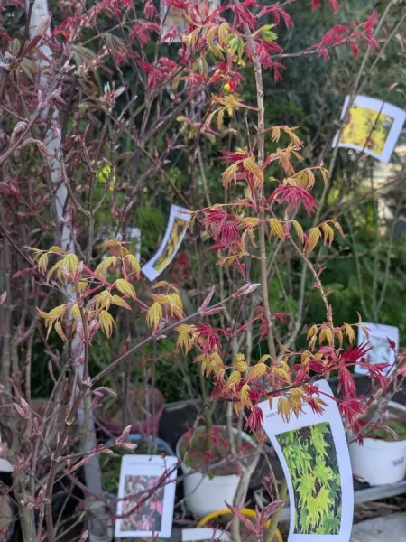 ACER-PALMATUM DIFFERENTES VARIETES