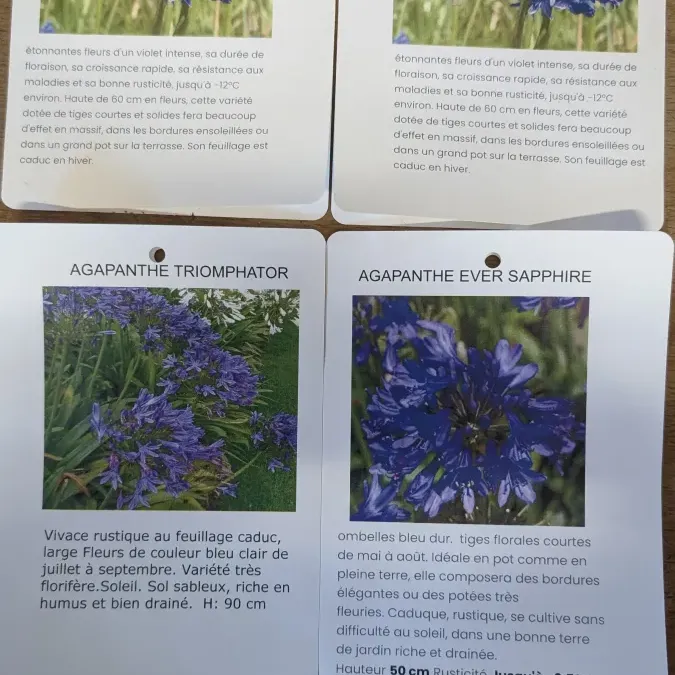 AGAPANTHE-VARIETE-PROTEGEES