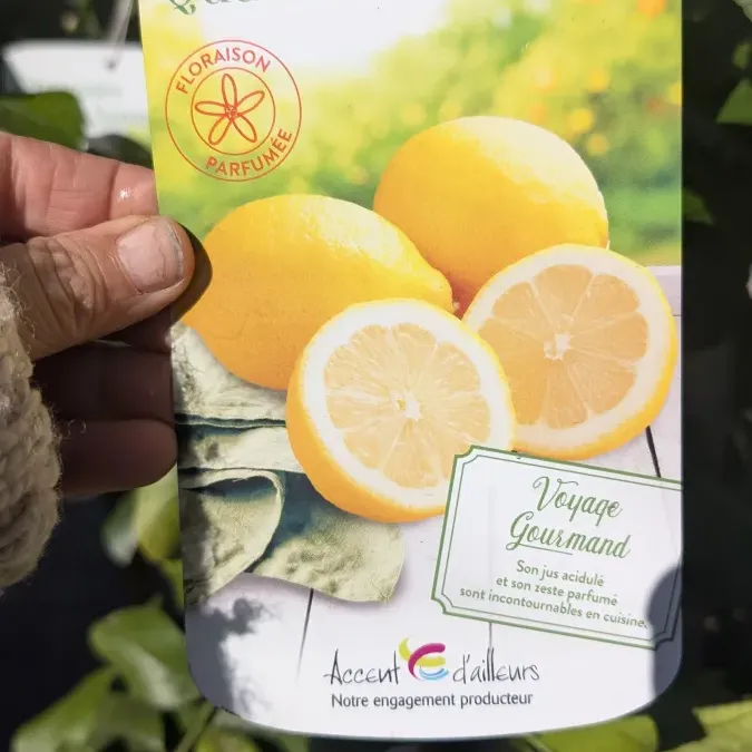AGRUMES-CITRON-4-SAISON