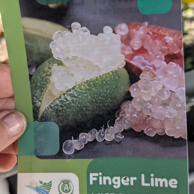 AGRUMES-CITRON-CAVIAR