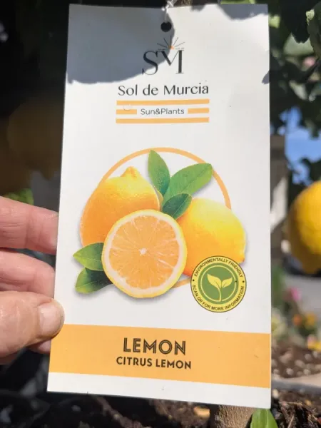 AGRUMES-CITRONNIER